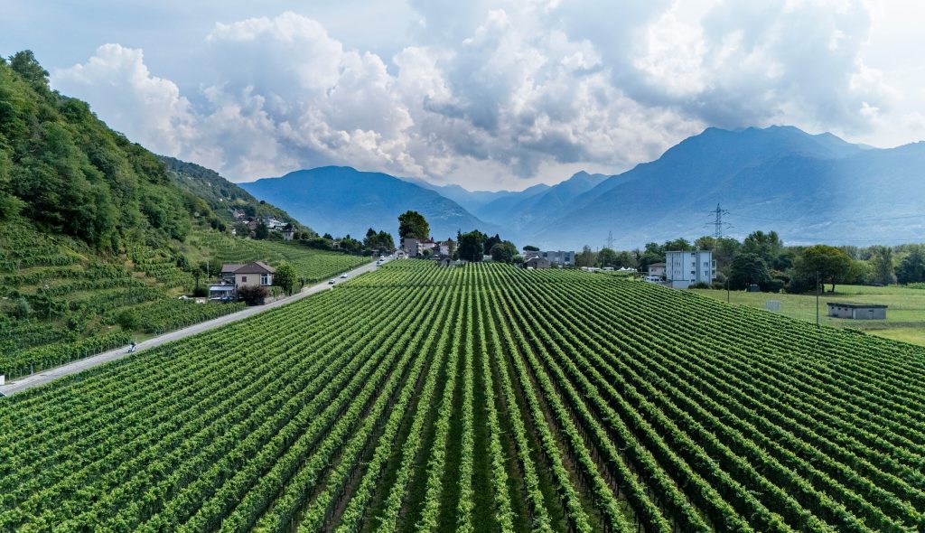 Sopraceneri, Terre di Gudo