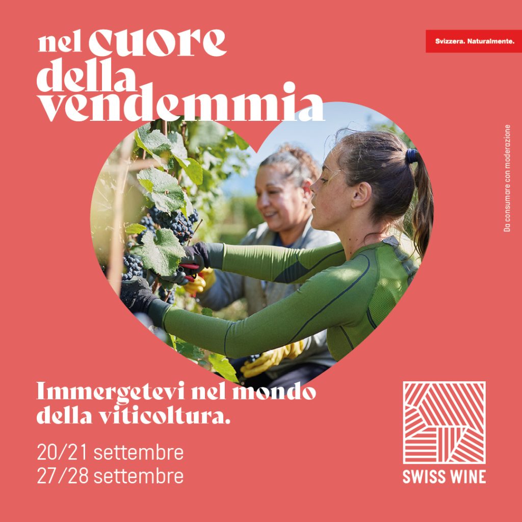 Nel_cuore_della_vendemmia